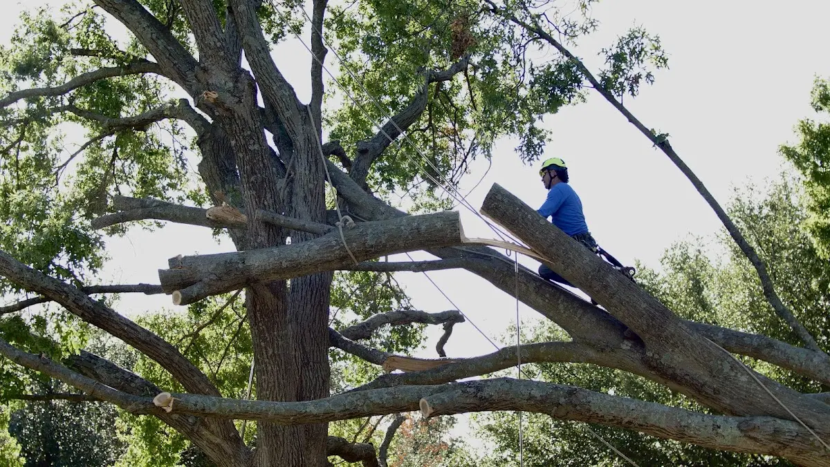 Professional Hazardous Tree Removal performed by certified arborists in Vestal