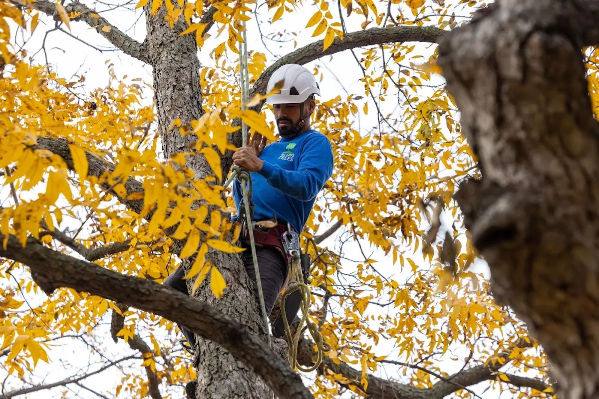 Skilled Tree Planting crew working in Vestal