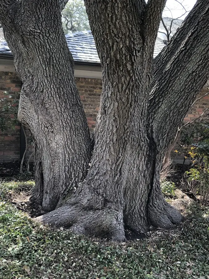 Mature heritage tree close to a Vestal property cared for by certified arborists